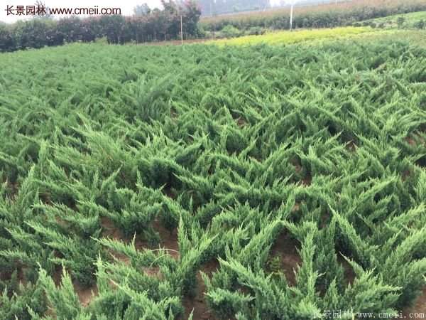 沭陽地柏的規(guī)格 沭陽地柏的規(guī)格