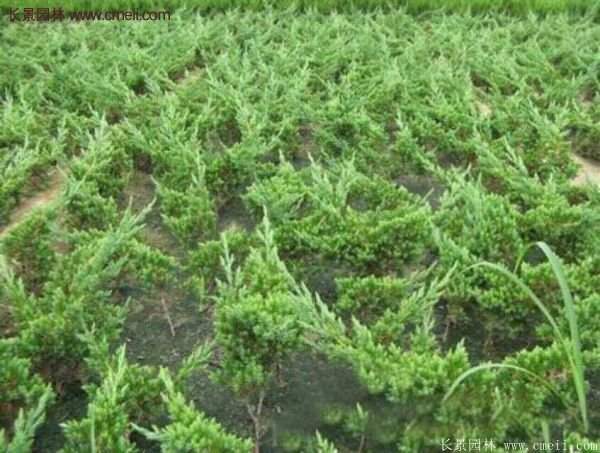 沭陽地柏的規(guī)格 沭陽地柏的規(guī)格