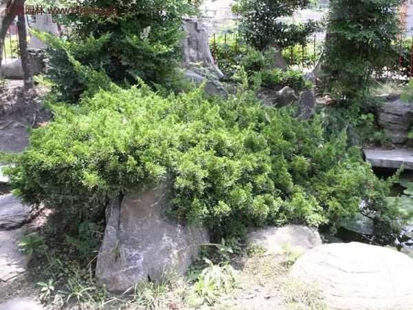 地柏基地照片 地柏基地照片