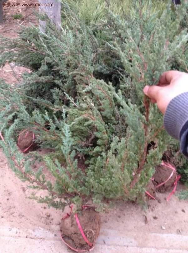 沭陽地柏的優勢 沭陽地柏的優勢