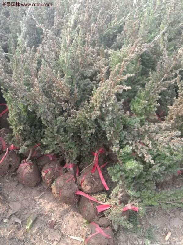 沭陽地柏的優勢 沭陽地柏的優勢