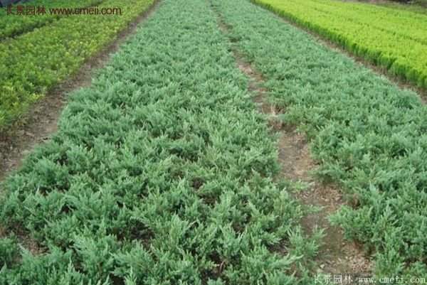 沭陽地柏的優勢 沭陽地柏的優勢