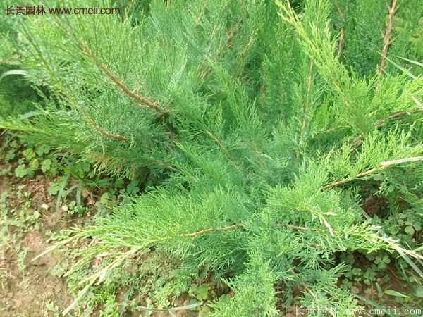 沭陽沙地柏基地 沭陽沙地柏基地