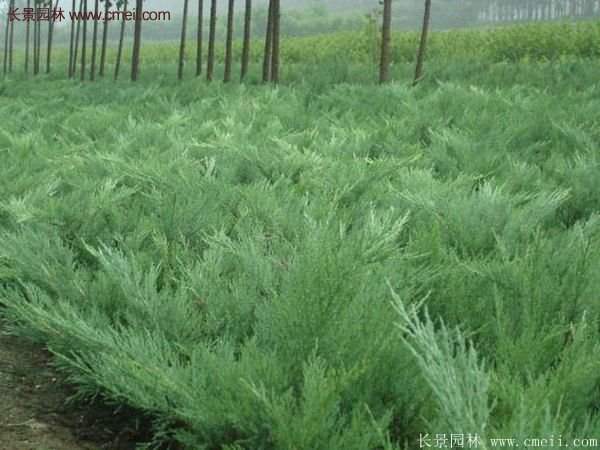 沭陽沙地柏基地 沭陽沙地柏基地