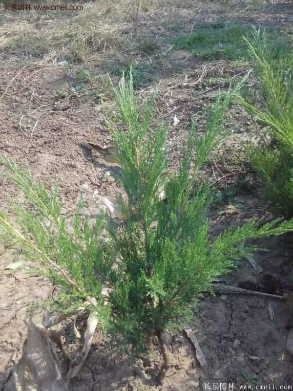 沭陽(yáng)沙地柏 沭陽(yáng)沙地柏