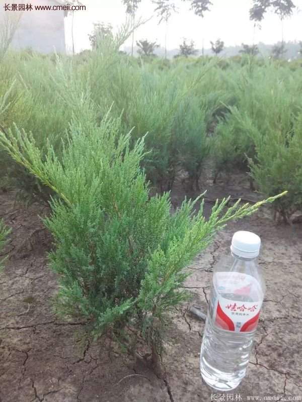 沭陽(yáng)沙地柏 沭陽(yáng)沙地柏
