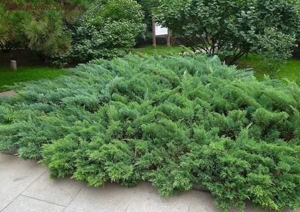 沙地柏的行情 沙地柏的行情