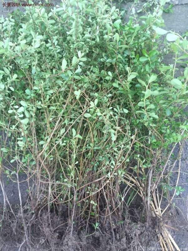 沭陽火棘球 沭陽火棘球