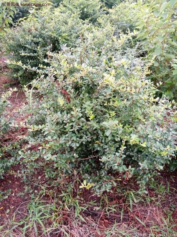 沭陽火棘苗、火棘球