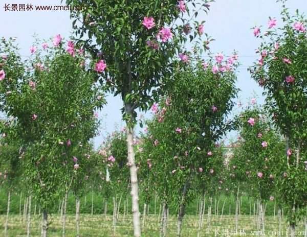 木槿樹種植養護資料匯總