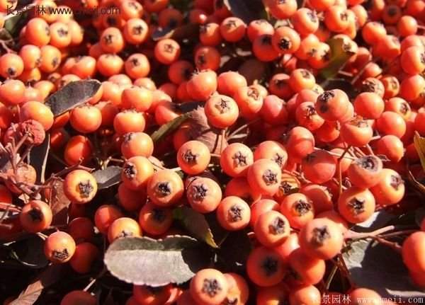 沭陽火棘球 沭陽火棘球