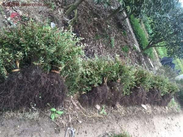 沭陽火棘球 沭陽火棘球