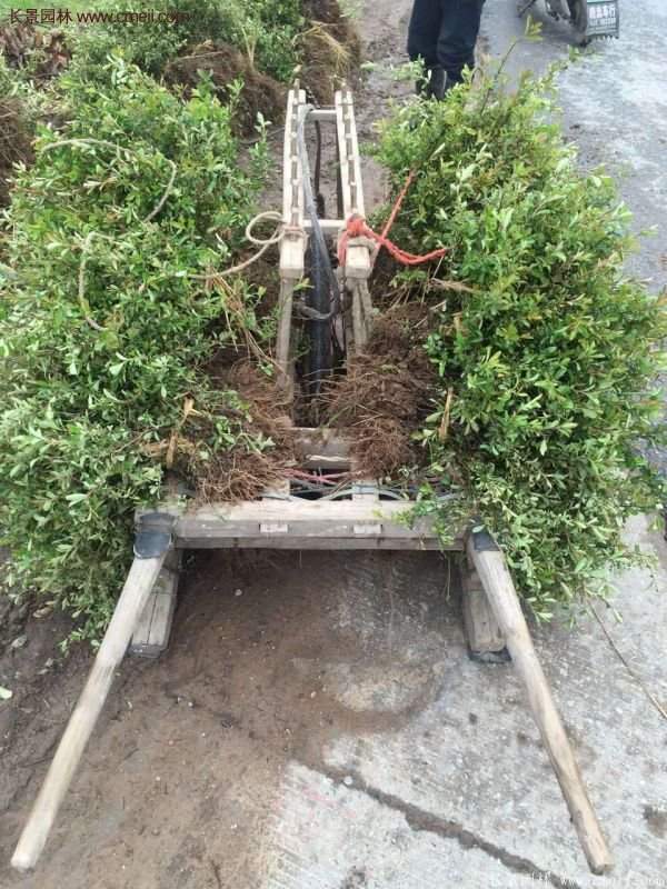 沭陽低價火棘苗 沭陽低價火棘苗