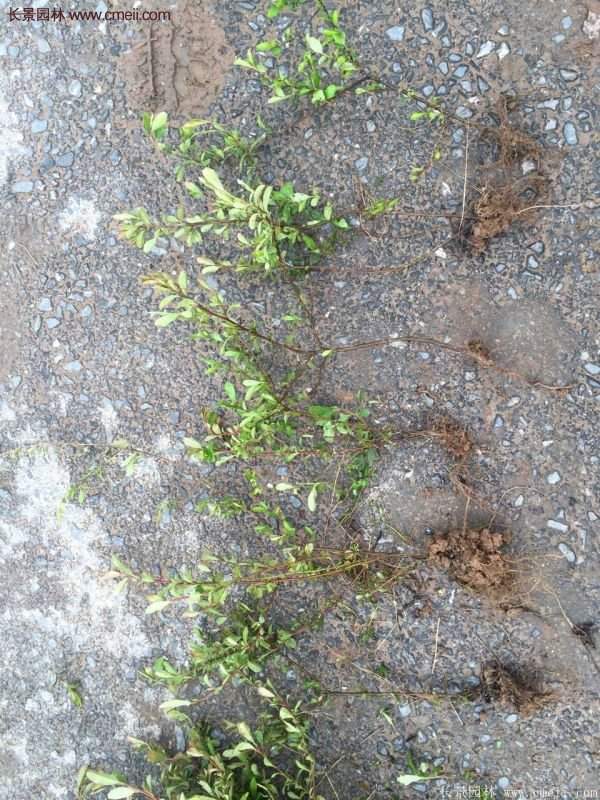 沭陽低價火棘苗 沭陽低價火棘苗