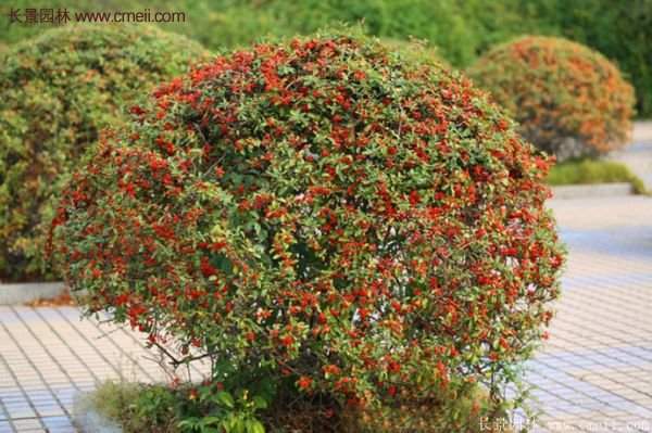 沭陽低價火棘苗 沭陽低價火棘苗