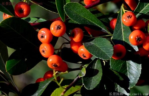 沭陽火棘的標準 沭陽火棘的標準