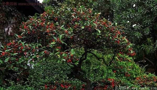 沭陽(yáng)火棘苗、火棘球