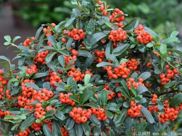 沭陽(yáng)火棘苗、火棘球