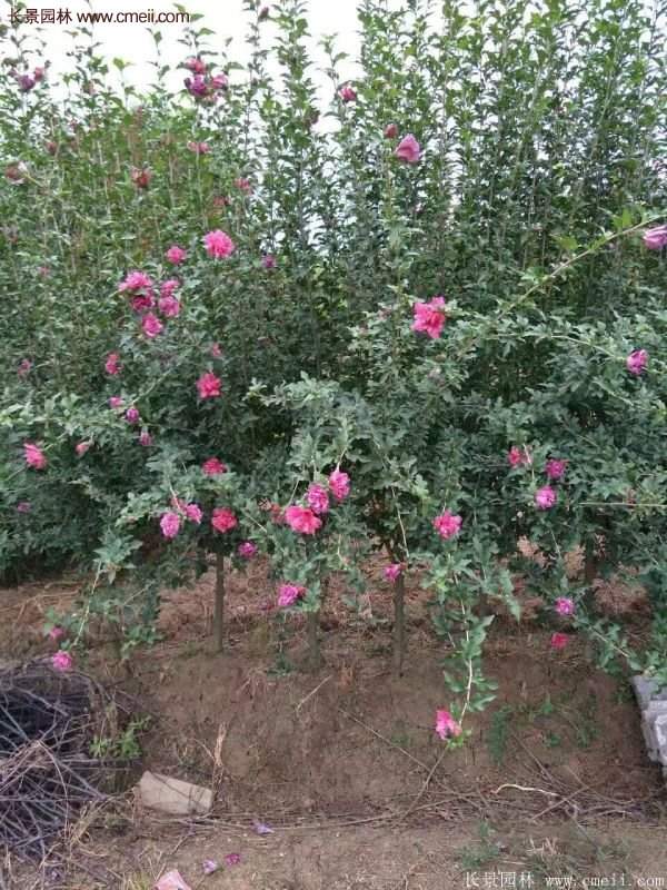 優(yōu)質(zhì)木槿花樹苗