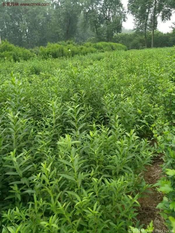 連翹種植 連翹種植