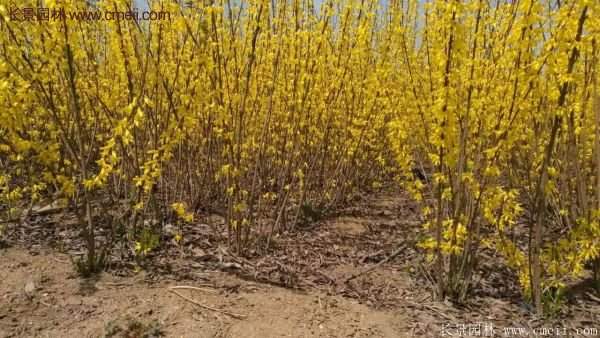 沭陽(yáng)低價(jià)連翹苗