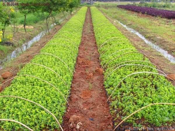 沭陽(yáng)低價(jià)連翹苗