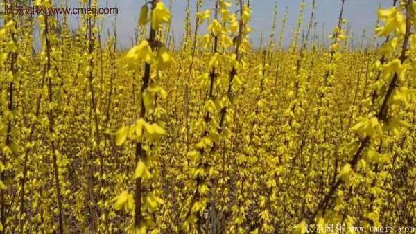 沭陽(yáng)低價(jià)連翹苗