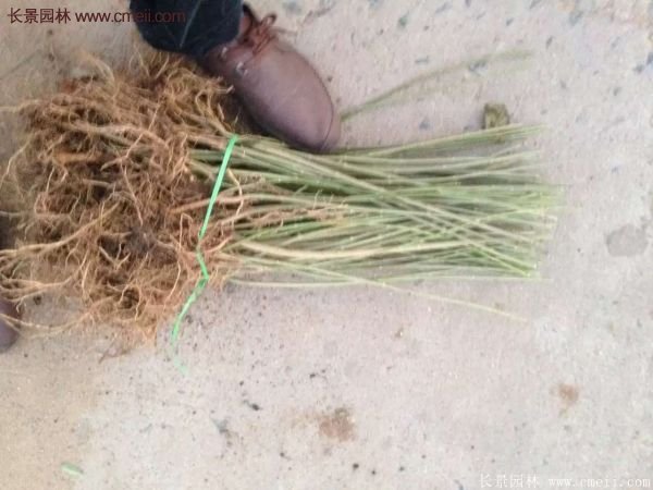 沭陽連翹 沭陽連翹