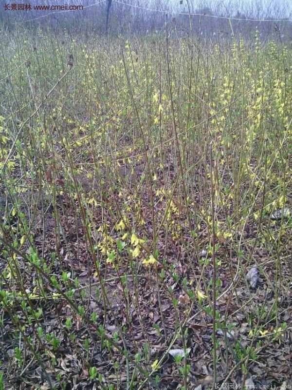 沭陽連翹 沭陽連翹