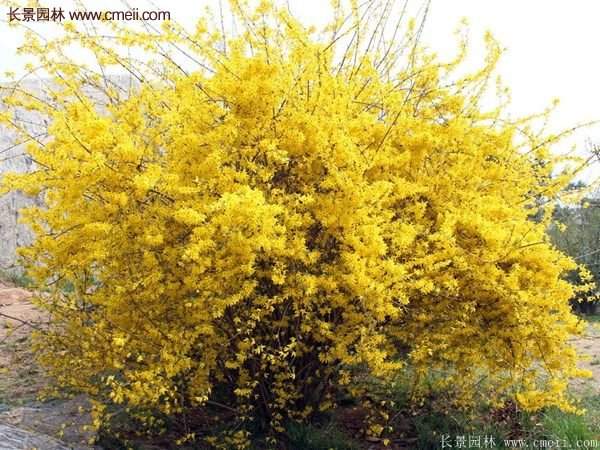 沭陽連翹價格 沭陽連翹價格