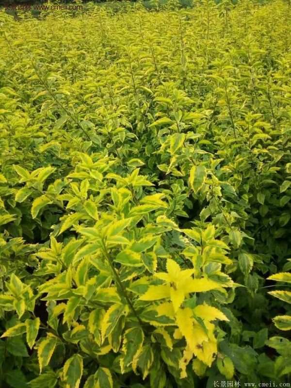 沭陽花葉連翹 沭陽花葉連翹