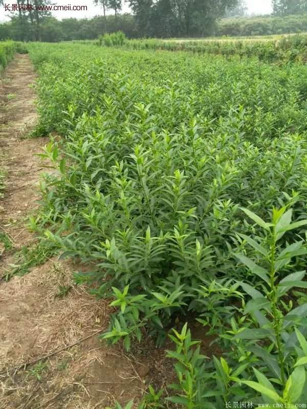 沭陽連翹苗 沭陽連翹苗