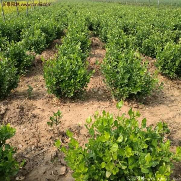 衛(wèi)矛產地 衛(wèi)矛產地