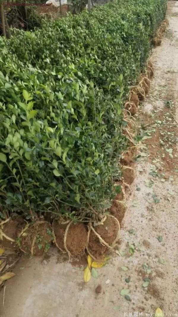 衛(wèi)矛產地 衛(wèi)矛產地