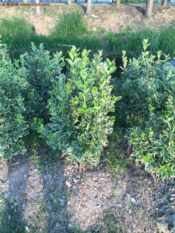 沭陽金邊黃楊規(guī)格 沭陽金邊黃楊規(guī)格