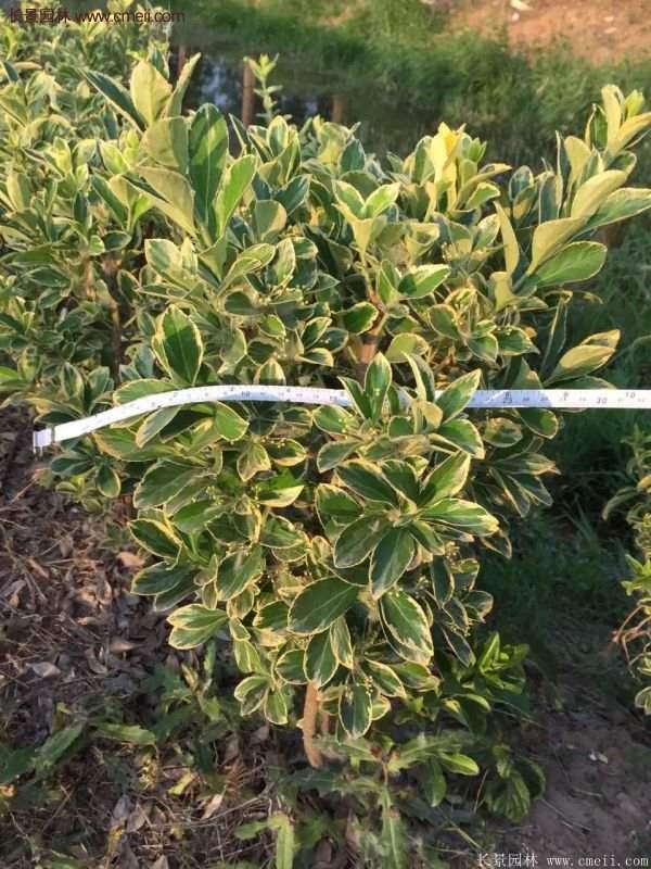 沭陽金邊黃楊規(guī)格 沭陽金邊黃楊規(guī)格