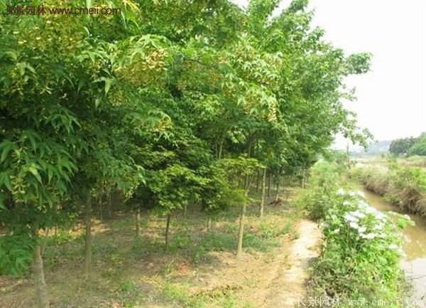 青楓樹苗產地都有哪些地方？