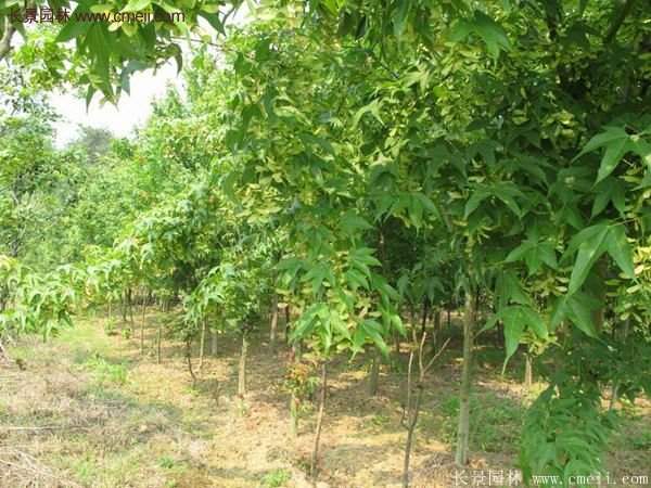 青楓樹苗產地都有哪些地方？