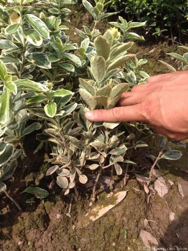 沭陽金邊黃楊價格 沭陽金邊黃楊價格