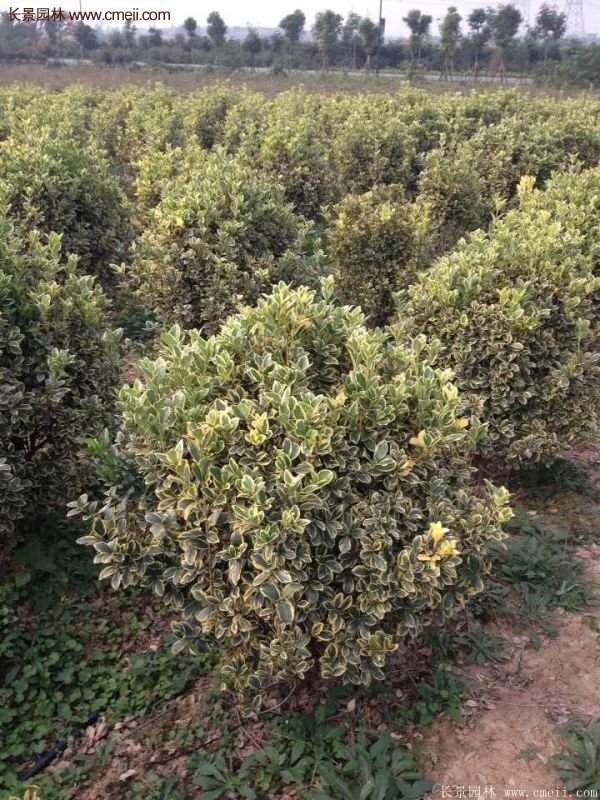 金邊黃楊球的移栽 金邊黃楊球的移栽