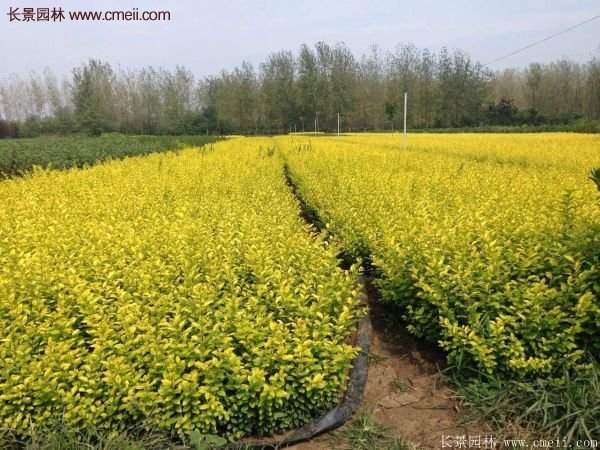 沭陽(yáng)金葉女貞基地 沭陽(yáng)金葉女貞基地