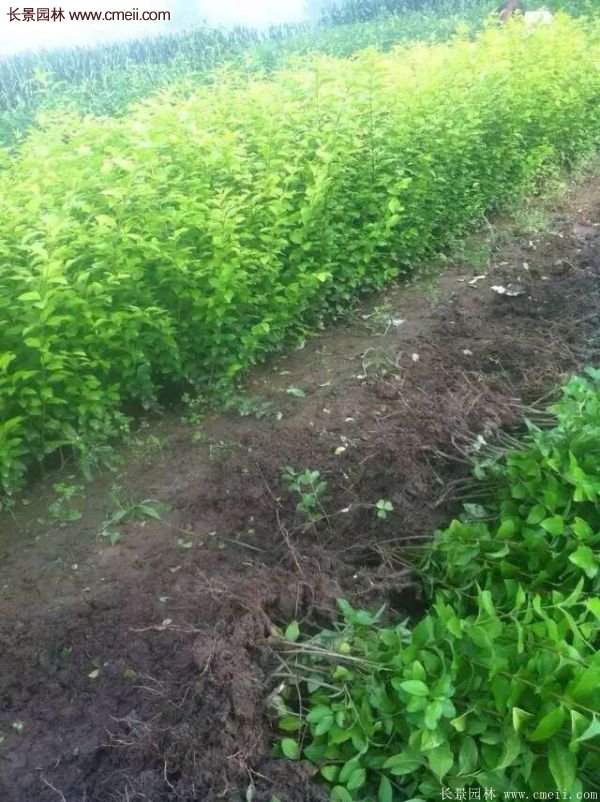 金葉女貞供應基地 金葉女貞供應基地