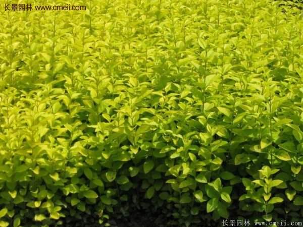 選購金葉女貞苗