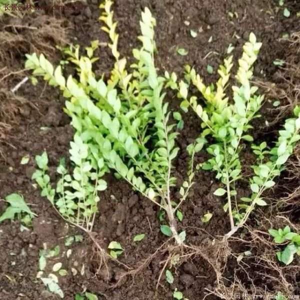 金葉女貞容器苗 金葉女貞容器苗