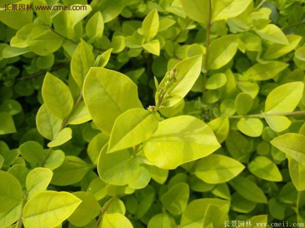 沭陽金葉女貞苗 沭陽金葉女貞苗