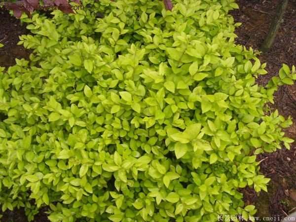 沭陽(yáng)金葉女貞苗 沭陽(yáng)金葉女貞苗