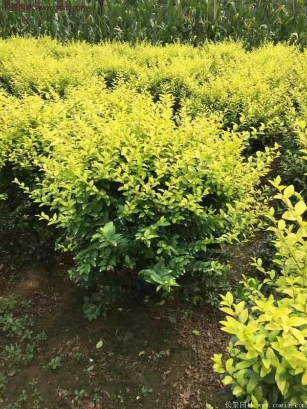 沭陽(yáng)金葉女貞苗 沭陽(yáng)金葉女貞苗