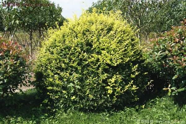 沭陽基地的金葉女貞 沭陽基地的金葉女貞