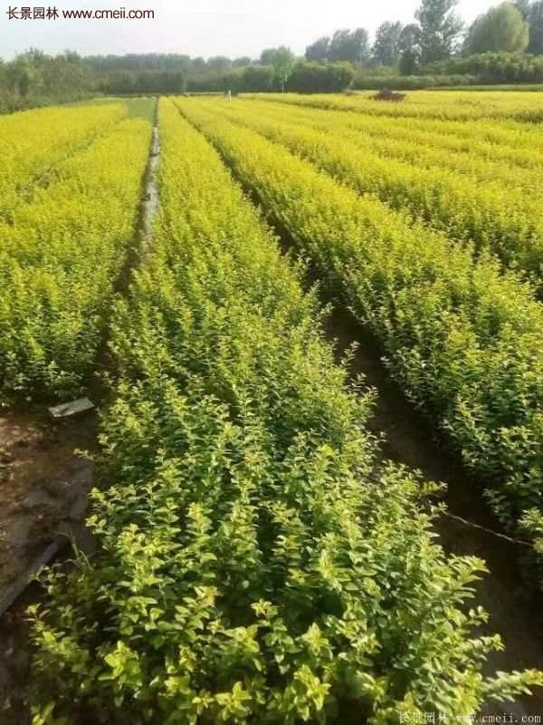 沭陽基地的金葉女貞 沭陽基地的金葉女貞