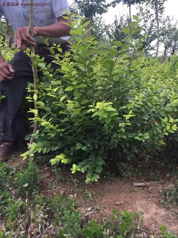 沭陽基地的金葉女貞 沭陽基地的金葉女貞